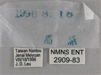 圓翅絨弄蝶藏品圖，第3張