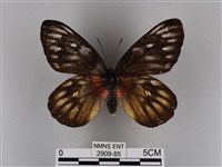 豔粉蝶藏品圖，第1張