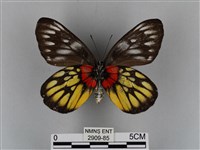 豔粉蝶藏品圖，第2張