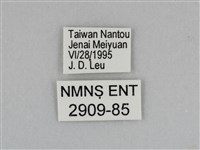 豔粉蝶藏品圖，第3張