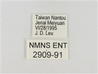 淡褐脈粉蝶藏品圖，第3張