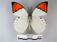 橙端粉蝶、端紅蝶藏品圖，第1張