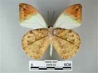 橙端粉蝶、端紅蝶藏品圖，第2張