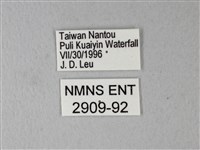 橙端粉蝶、端紅蝶藏品圖，第3張