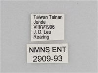 樺斑蝶藏品圖，第3張