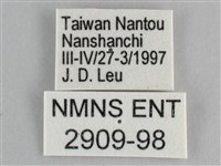 圓翅紫斑蝶藏品圖，第3張