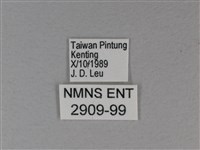 白裳貓蛺蝶藏品圖，第3張