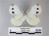 緣點白粉蝶藏品圖，第2張