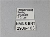 緣點白粉蝶藏品圖，第3張