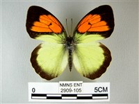 異粉蝶、雌白黃蝶藏品圖，第1張