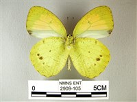 異粉蝶、雌白黃蝶藏品圖，第2張