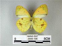 異粉蝶、雌白黃蝶藏品圖，第2張