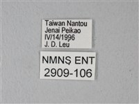 異粉蝶、雌白黃蝶藏品圖，第3張