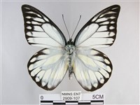 鋸粉蝶藏品圖，第1張