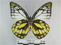 鋸粉蝶藏品圖，第2張