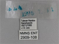 小雙尾蛺蝶藏品圖，第3張