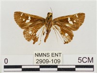 碎紋孔弄蝶藏品圖，第2張