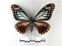 斑鳳蝶藏品圖，第2張