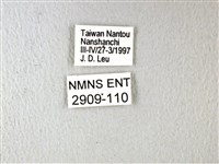 斑鳳蝶藏品圖，第3張