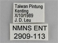 琉璃蛺蝶藏品圖，第3張