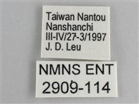 圓翅紫斑蝶藏品圖，第3張