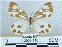 粉蝶燈蛾藏品圖，第1張