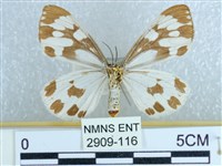 粉蝶燈蛾藏品圖，第2張