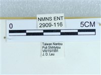 粉蝶燈蛾藏品圖，第3張