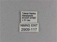 小雙尾蛺蝶藏品圖，第3張