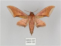 廣東鷹翅天蛾藏品圖，第2張