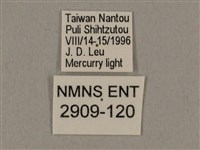 廣東鷹翅天蛾藏品圖，第3張