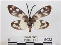 蓬萊茶斑蛾藏品圖，第2張