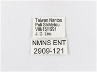 蓬萊茶斑蛾藏品圖，第3張