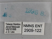 白斑弄蝶藏品圖，第3張