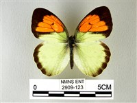 異粉蝶、雌白黃蝶藏品圖，第1張