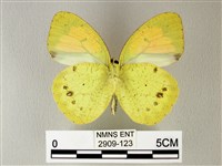 異粉蝶、雌白黃蝶藏品圖，第2張