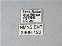 異粉蝶、雌白黃蝶藏品圖，第3張