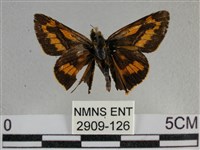 寬邊橙斑弄蝶藏品圖，第1張