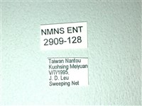 斑鳳蝶藏品圖，第3張