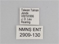 樺斑蝶藏品圖，第3張