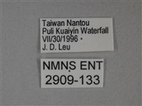 枯葉蝶藏品圖，第3張