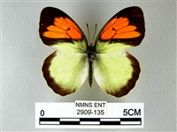 異粉蝶、雌白黃蝶藏品圖，第1張