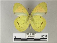 異粉蝶、雌白黃蝶藏品圖，第2張