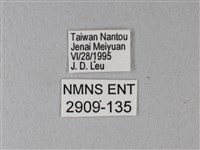 異粉蝶、雌白黃蝶藏品圖，第3張