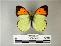 異粉蝶、雌白黃蝶藏品圖，第1張