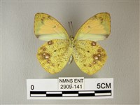 異粉蝶、雌白黃蝶藏品圖，第2張