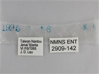 藍紋鋸眼蝶藏品圖，第3張
