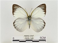 淡褐脈粉蝶藏品圖，第1張