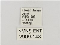 淡褐脈粉蝶藏品圖，第3張