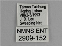 臺灣鉤粉蝶藏品圖，第3張